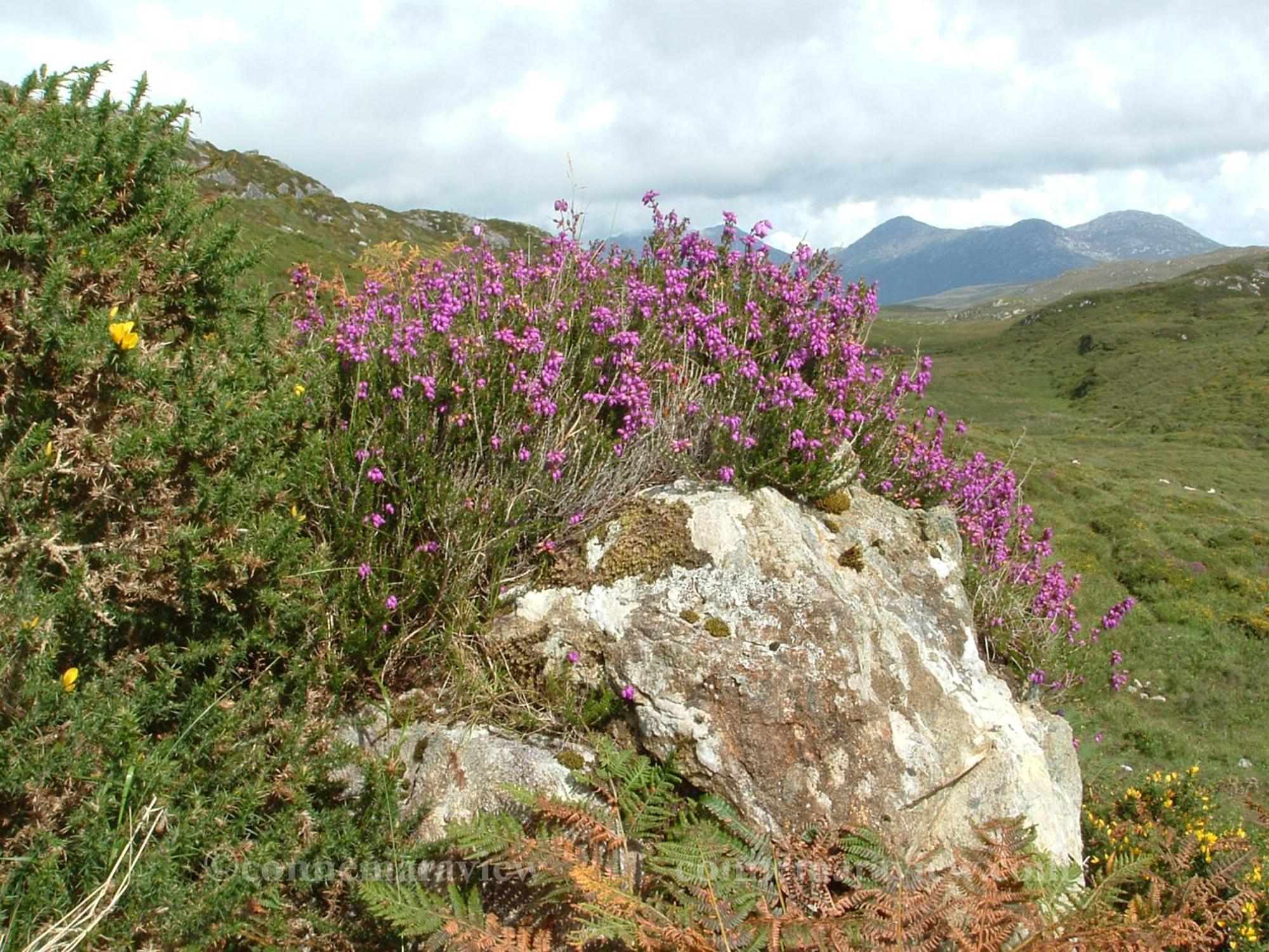 Errismore House Clifden Luaran gambar